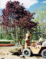 TRANSPLANTING EXPERTS