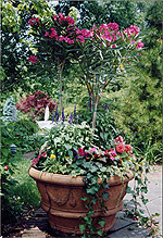 SEASONAL FLOWERS / COLOR PLANTINGS