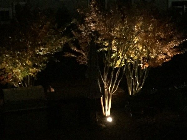 Landscape Lighting 1